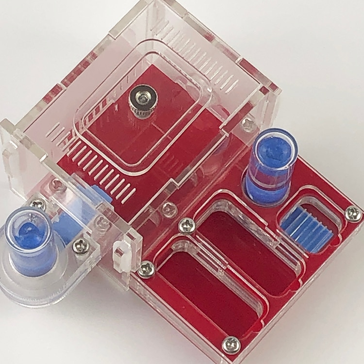AntHouse - Mierenboerderij van zand