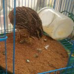 Anti-vocht mat - vogel broed mat - 21 cm - palm - Afbeelding 3