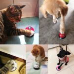 Trainingsbel voor honden - Afbeelding 2