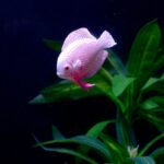 Drijvende kunstvis voor aquariumdecoratie - Afbeelding 3