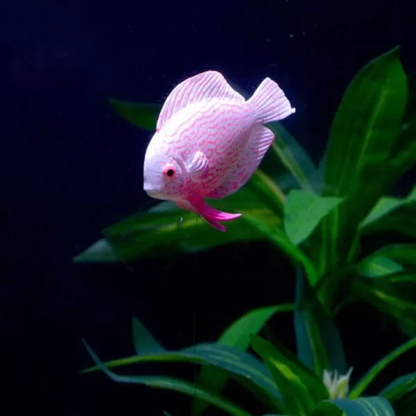 Zwemmend nep visje - Aquarium decoratie - Afbeelding 3