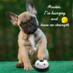 Trainingsbel voor honden - Afbeelding 4