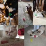 Springveertjes voor katten - 4 stuks - Afbeelding 2
