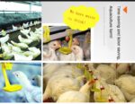 Automatisch kippendrinksysteem - 10 stuks - Afbeelding 4