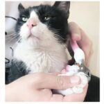 Nagelschaar voor honden en katten - Afbeelding 2