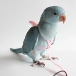 Vogelharnas met vleugeldesign - S t/m XL - Afbeelding 3