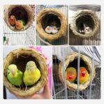 Vogelnest van stro - Afbeelding 2