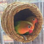 Vogelnest van stro - Afbeelding 3