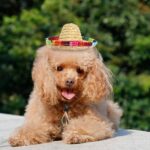 Mini-sombrero voor huisdieren - Afbeelding 2