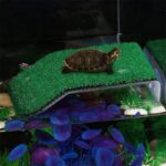 Schildpaddenplatform met kunstgras - Afbeelding 4