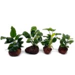 Aquarium decoratie - vulkanisch gesteente - Afbeelding 3