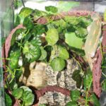 Klimopdecoratie voor terrarium - Afbeelding 2