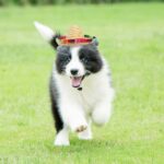 Mini-sombrero voor huisdieren - Afbeelding 3