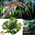 Klimopdecoratie voor terrarium
