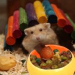 Keramische voerbak voor knaagdieren - Afbeelding 2