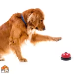 Trainingsbel voor honden