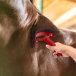 Zweetmes voor paarden - Afbeelding 2