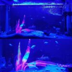 Aquarium decoratie planten - siliconen kelp - Afbeelding 4