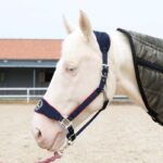 Verstelbaar fleece halster voor paarden - Afbeelding 4