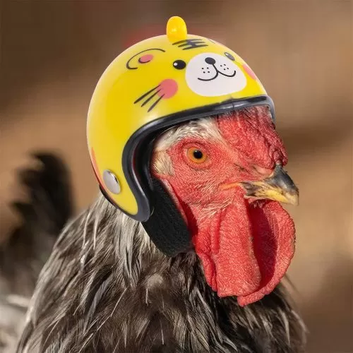Kippen helm – 5 stuks Extra HuisdierXL