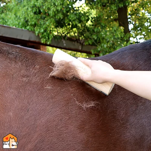 Paarden Epliator – Hout Verzorging HuisdierXL