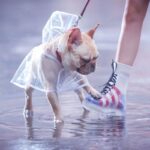 Honden regenjas - Afbeelding 3