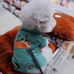 Denim jas voor kleine honden - Afbeelding 3