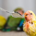 Vogel snavel lepel - Afbeelding 2