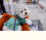Denim jas voor kleine honden - Afbeelding 2