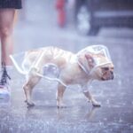 Honden regenjas - Afbeelding 2