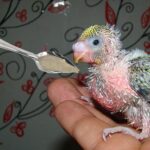 Vogel snavel lepel - Afbeelding 3