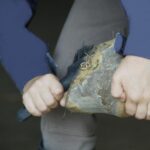 2-in-1 hoefreinigingsborstel voor paarden - Afbeelding 3
