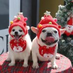 Kerstaccessoires voor honden – muts of slabbetje - Afbeelding 2