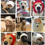 Muts voor honden in meerdere kleuren - Afbeelding 4