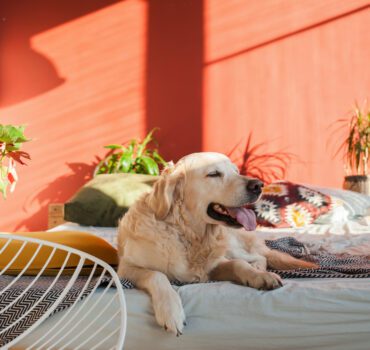 Happy smiling golden retriever puppy dog in bright sunny red walls stylish bedroom with chair, plants, king-size bed, authentic pillows and geometric print plaid.  Pets friendly hotel or home room.