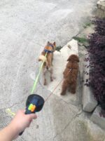 Dubbele hondenlijn voor wandelen en training - 10 ft - Afbeelding 2