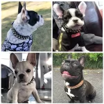 Verstelbare leren halsband voor honden - Afbeelding 4