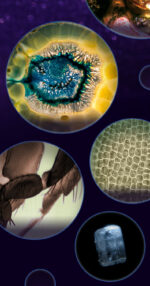 Zakmicroscoop voor insectenobservatie - Afbeelding 4
