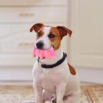 Latex piepspeelgoed voor honden - Afbeelding 2