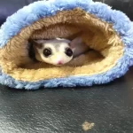 Draagtas voor hamsters - Afbeelding 2