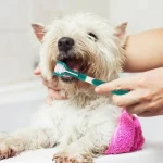 Driekoppige tandenborstel voor huisdieren - Afbeelding 2