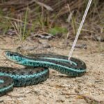 Verstelbare slangenhaak voor reptielen - Afbeelding 3