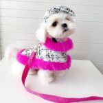 Harnas en lijn voor kleine hond - Afbeelding 3
