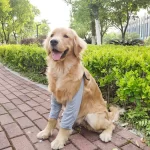 Elleboogbeschermer voor honden - Afbeelding 2