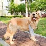 Elleboogbeschermer voor honden - Afbeelding 3