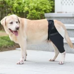 Beenbeschermer hond dijbrace - Afbeelding 4