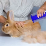 Konijnenverzorgingsset benodigdheden knaagdieren - Afbeelding 2