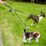 Dubbele leren hondenriem - wandelen & trainen zonder klitten - Afbeelding 3