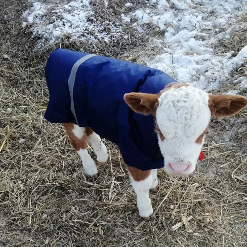 Jas voor koeien, speciaal ontworpen voor bescherming tegen kou Kleding HuisdierXL