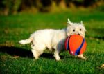Chuckit Kick Fetch - Small 12,5 cm